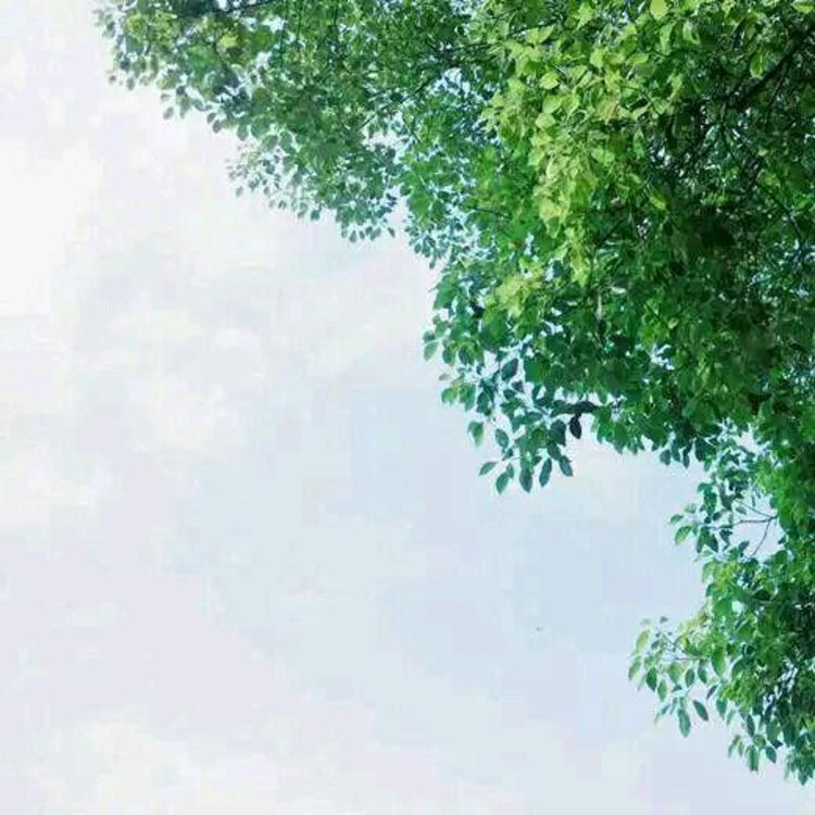 佐藤健（饰 绯村剑心） - 独家综艺节目在线观看 - 云端观看